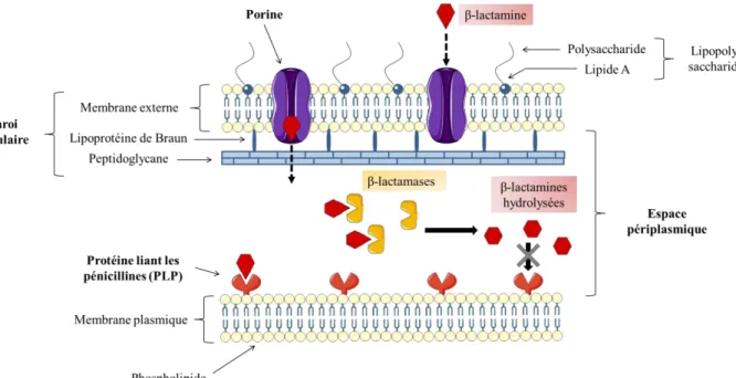 Figure 2. Action des β-lactamines sur la paroi des bactéries à Gram négatif et leur inactivation par les  β-lactamases