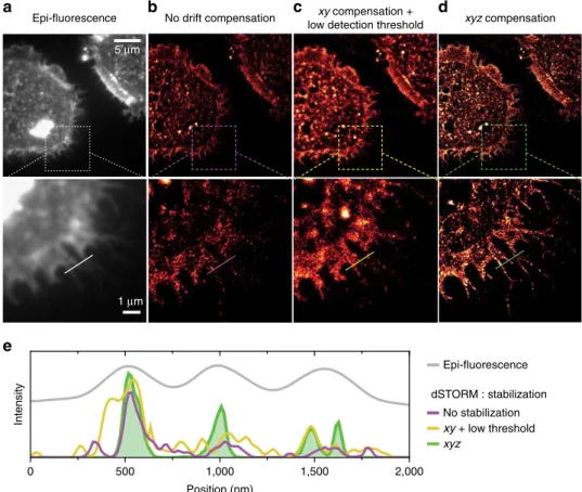 Figure 3 | Super-localization enhanced dSTORM imaging on actin phalloidin-A647 labelling
