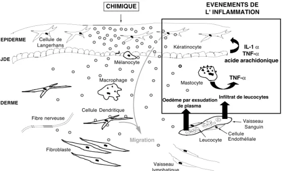 Figure 1. Physiopathologie de la DIC.