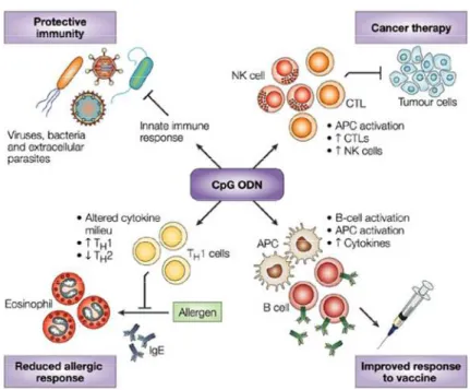 Figure 22 : Utilisation des ODN CpG en thérapie  Figure adaptée de (Klinman, 2004)