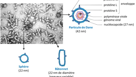 Figure 23 : Structures des particules virales du VHB  1.  La particule de Dane 