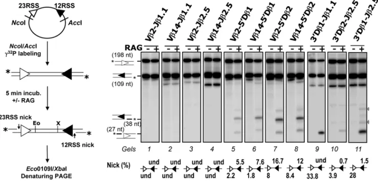 Figure 3. In vitro RAG1/2-mediated nicking assays. As described on the left panel, the recombination substrate was first digested with NcoI and AccI restriction enzymes and the resulting 12/23 RSS-containing fragment was radio-labeled at the 59ends (indica