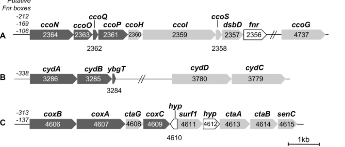 Figure 1. Gene clusters encoding the respiratory oxidases of S. oneidensis MR-1. Genes encoding the structural subunits are shown in dark grey, genes involved in maturation and assembly of the oxidases are shown in light grey and genes encoding hypothetica