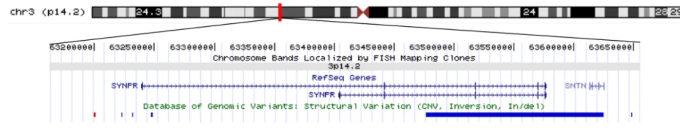 Figure III.5 :  les différents CNV référencés dans ou à proximité du gène SYNPR. Les délétions sont  représentées en bleu et les duplications en rouge