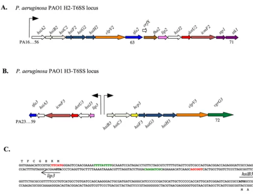 Figure 2. The P. aeruginosa PAO1 H2- and H3-T6SS gene clusters. A. H2-T6SS is organized in one putative operon (from [14])