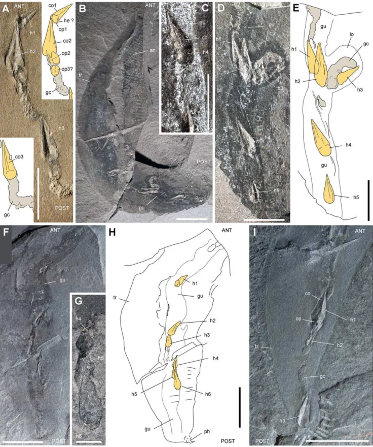Figure 7. Hyolithids in the gut of Ottoia prolifica from the middle Cambrian Burgess Shale