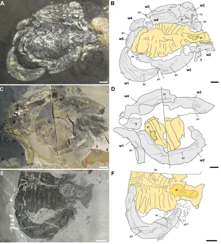 Figure 13. Three fossil associations from the Burgess Shale Formation, middle Cambrian, showing Ottoia prolifica around and below the carcass of the arthropod Sidneyia inexpectans and suggesting scavenging behaviour in Ottoia prolifica