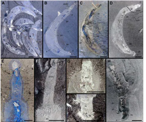 Figure 2. General morphology of Ottoia prolifica from the middle Cambrian Burgess Shale