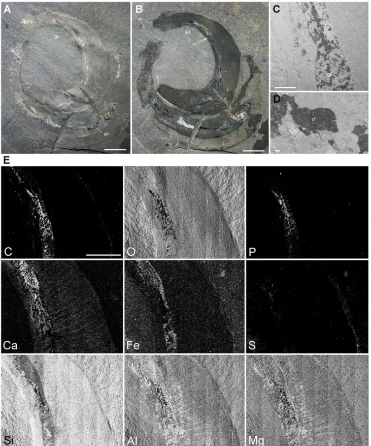Figure 4. Elemental mapping of the gut of Ottoia prolifica from the middle Cambrian Burgess Shale