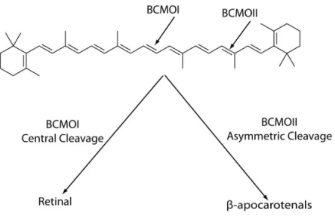 Figure  4:  Carotenoids  undergo  cleavage  either  symmetrically  by  BCMOI  or  asymmetrically  by  BCMOII