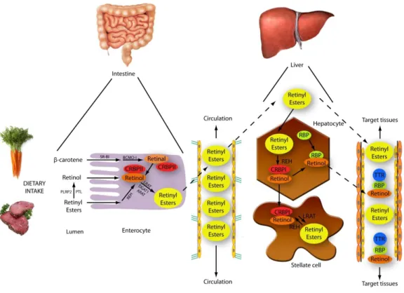 Figure  5:  Metabolism  of  vitamin  A.  In  the  intestine,  carotenoids  are  converted  to  retinol,  which  binds  CRBP