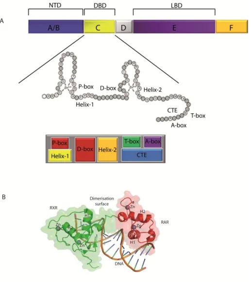 Figure 9: Structure of the DNA binding domain  