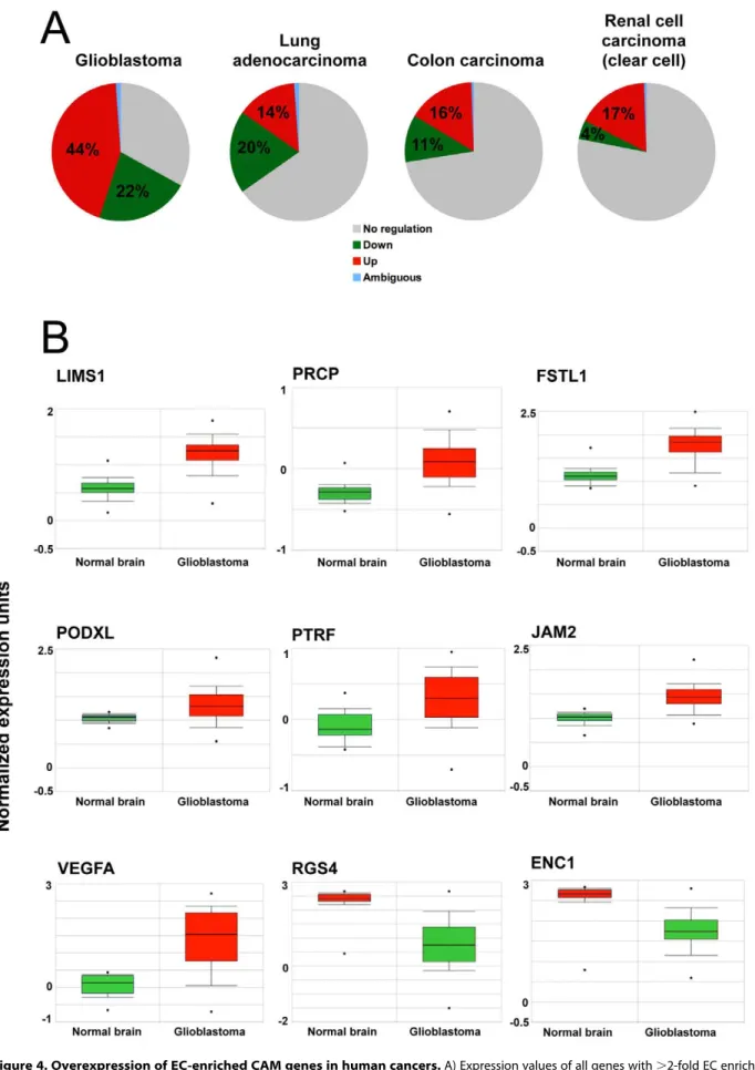 Figure 4. Overexpression of EC-enriched CAM genes in human cancers. A) Expression values of all genes with .2-fold EC enrichment were retrieved for glioblastoma, lung adenocarcinoma, colon carcinoma and clear cell renal carcinoma samples using Oncomine