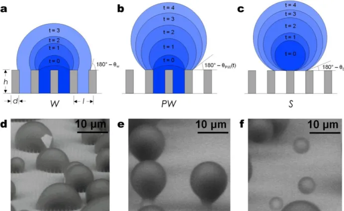 Figure 2 – Condensing droplet morphologies. Time-lapse schematics of a (a) Wenzel (W) droplet where  liquid fills the structures beneath the droplet; (b) partially wetting (PW) droplet where the liquid partially  fills the structure beneath the droplet, an