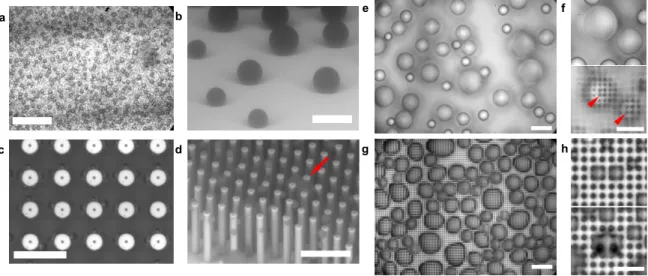 Figure 4: Coalescence-induced transition. Images of droplet growth on (a, b) Au nanowires (E ∗ = 0.61 ± 0.13, Fig