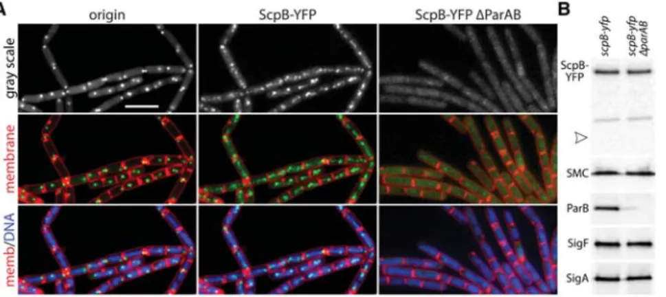 Figure 4. Condensin localizes along the chromosome arms during sporulation. (A) Representative fluorescence images of sporulating wild-type (BWX941) and Δ parAB (BWX3327) cells harboring an ScpB-YFP fusion
