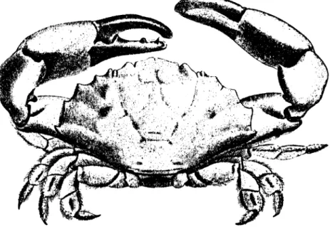 Figure 9 : Etisus laevimanus Randall, 1839 (d’après Dana, 1855 : pl. 10, fig. 1) ; crabe Xanthidae de  grande taille, commun des Tuamotu et Gambier