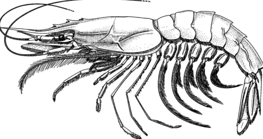 Tableau 4  : Crevettes  Dendrobranchiata de  Polynésie française : nombre 