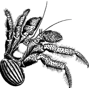Figure 17 : Coenobita spinosus H. Milne  Edwards, 1837, coenobite récolté dans les forêts  côtières (d’après Dana, 1855, pl
