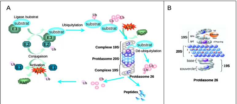 Figure 3: La voie de l’ubiquitine-protéasome (A) et le protéasome 26S (B)  