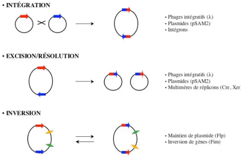 Figure 4: Rôles biologiques de la recombinaison spécifique de site.