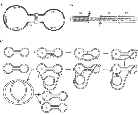 Figure 6: Le plasmide 2 μm de Saccharomyces cerevisae.