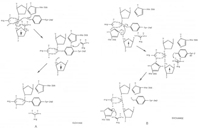 Figure 7: Modélisation des réactions de coupure et d’échange de brins catalysés par Flp.