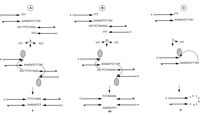 Figure 9: Structure des demi-sites et produits de la réaction avec Flp.  (d’après Serre et al., 1992) A: Recombinaison entre un demi-site droit et un demi-site gauche