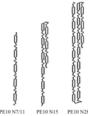 Figure 7. Représentation schématique de la conformation en phase nématique de polyesters ayant  différents degrés de polymérisation N : de très longs et minces cylindres avec peu de défauts en  épingles à cheveux pour les polymères les plus grands 1,34 