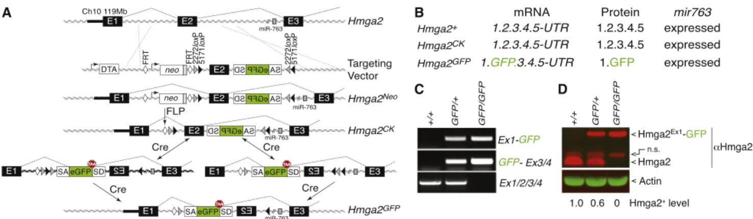 Figure 1. A Strategy to Integrate Conditional Gene Disruption with GFP Reporter Expression within an Otherwise Full-Length Transcript (A) Schematic of the Hmga2 targeting to create a Cre-regulated gene-trap allele that is both a conditional null allele and