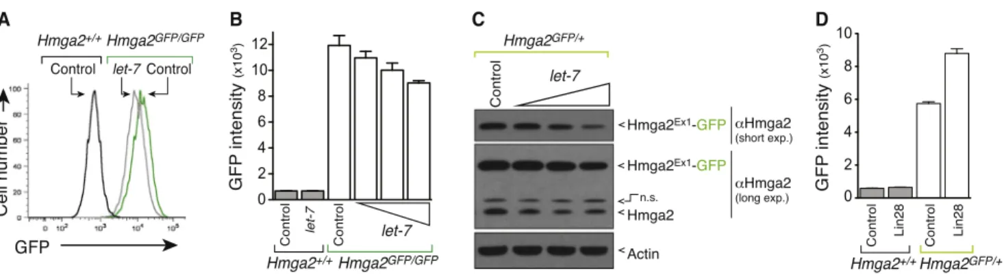 Figure 3. Hmga2 Ex1 -GFP Remains under miRNA Control