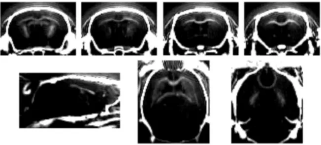 Figure 1.2 – Vues axiales (haut), sagittale (en bas à gauche) et coronales (en bas à droite) d’une tête de souris en modalité Diff-UTE 3D.