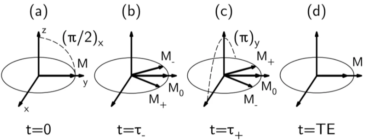 Figure 2.5 – Illustration de la génération d’un écho de spin en séquence CPMG à partir de trois isochromates dans le référentiel tournant.
