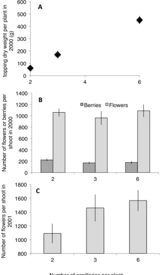 Figure 3: effet de l’alimentation en eau sur la croissance et le nombre de fleurs. Expérimentation en serre  dans des containers de 80l