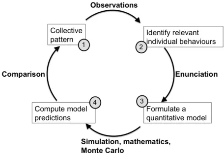 Figure 2.1 – The methodology we use to study collective animal behaviors. It starts (1) with some intriguing collective behavior we want to understand, and continues (based on observation of the system) with a first choice of relevant individual behaviors 