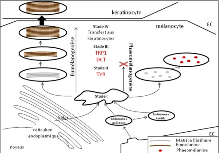Figure 4: Représentation  schématique des différents stades de la mélanogenèse  