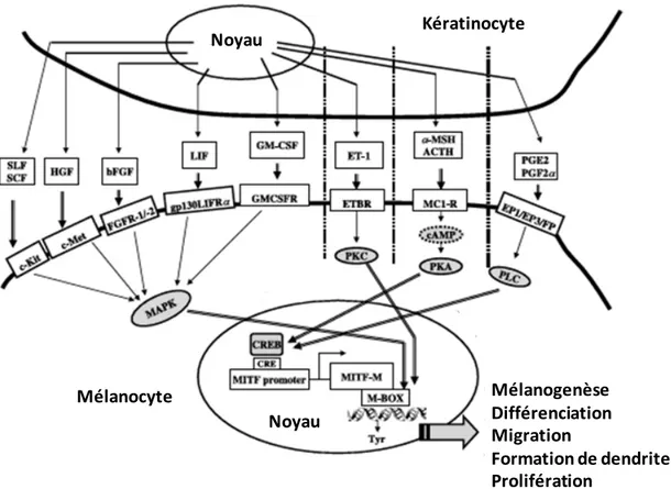Figure 7: Schéma de la voie de signalisation au sein de l’unité épidermique de mélanisation  Mécanisme  par  lequel  les  facteurs  sécrété  par  les  kératinocytes  stimulent  la    mélanogenèse,  la  prolifération, la migration la formation de dendrites 