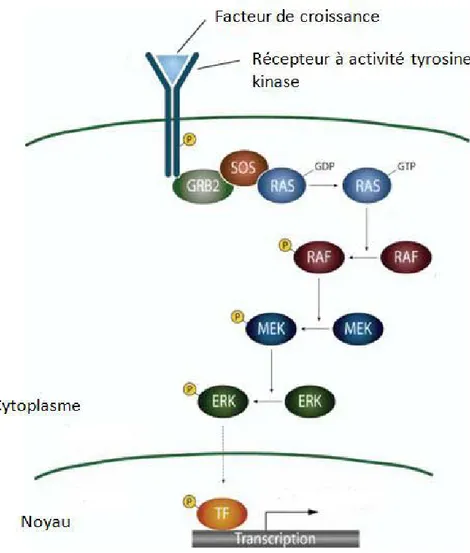 Figure 11: la signalisation des facteurs de croissances est transmise par les récepteurs à activité  tyrosine kinase  
