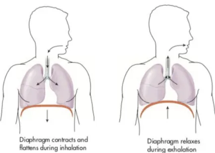 Figure  2:  Diaphragm  movements  during inhalation  and  exhalation  (from  Colbert  et  al.,  2016, p