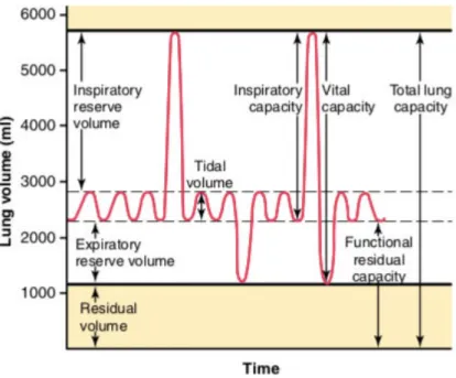 Figure  4:  Respiratory  patterns  during  normal  breathing  and  during  maximal  inspiration  and maximal expiration (from Hall, 2011a, p