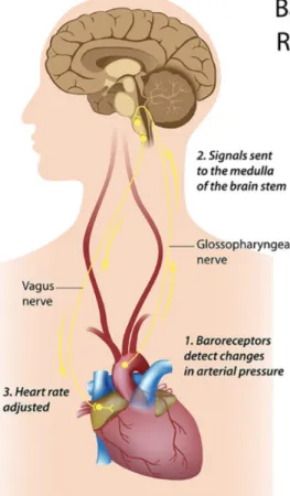 Figure 11: Illustration of the functioning of the baroreflex (from Shaffer, McCraty, &amp; Zerr,  2014, p