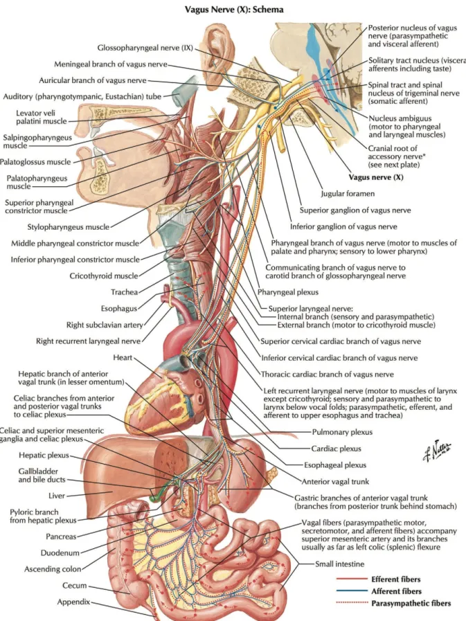 Figure 12: Anatomy of the vagus nerve including branches (from Câmara &amp; Griessenauer,  2015, p