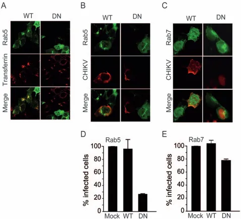 Figure 4. Role of Rab5 and Rab7 GTPases in CHIKV infection of HEK293T cells. HEK293T cells grown on coverslips were transfected with plasmids encoding either wild-type (WT) or dominant negative (DN) forms of GFP-tagged Rab5 (A), (B) and (D) or GFP-tagged R