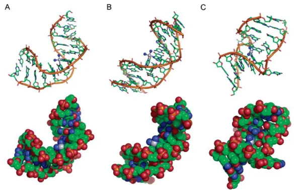 Figure 8: Platinum-DNA adduct structures. Duplex DNA containing (A) cisplatin 1,2-d(GpG), (B) 1,3- 1,3-d(GpTpG) intrastrand, and (C) cross-links, generated by PyMol