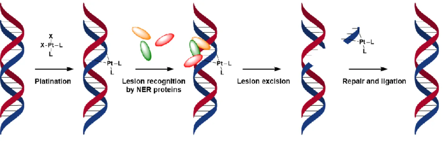Figure 11: Nucleotide excision repair after Pt-DNA adduct recognition by NER proteins 
