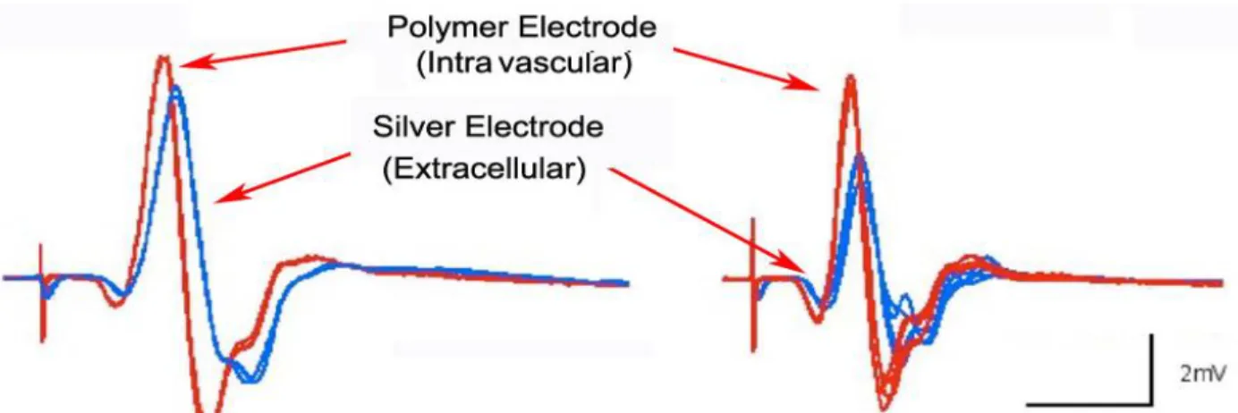 Figure 10: Electrode signals recorded from the frog sciatic nerve after stimulation.  The polymer electrode displays faster response time and higher signal amplitude than the silver electrode mounted directly on the nerve