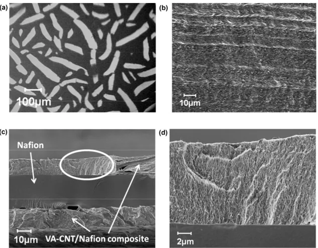 Figure 4. (a) Optical image of CNT/Nafion collapse due to fast solvent evaporation. (b) SEM image of good  quality Va-CNT/Nafion composite surface with CNT array in through plane direction