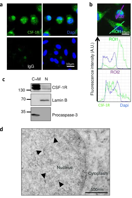 Figure 22 : CSF-1R is expressed in the nucleus of m acrophages generated by CSF-2 induced differentiation of monocytes