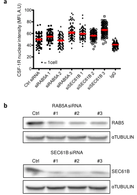 Figure 27 : RAB5A and SEC61B down-regulation do not decrease CSF-1R nuclear amount. a