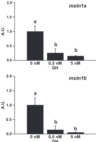 Fig. 5. Effect of GH on the Akt-FoxO signaling pathway in primary culture of trout muscle cells